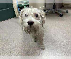 Mutt Dogs for adoption in Pasadena, CA, USA