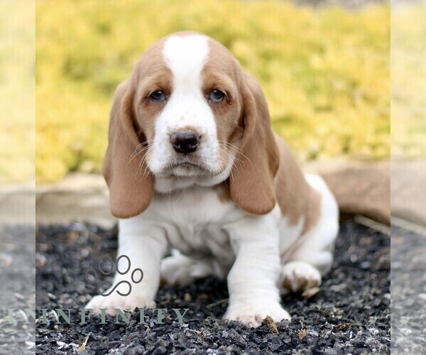 Medium Photo #5 Basset Hound Puppy For Sale in BIRD IN HAND, PA, USA