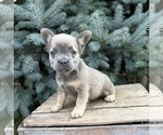 Small #3 French Bulldog
