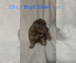 Small #3 Labrador Retriever