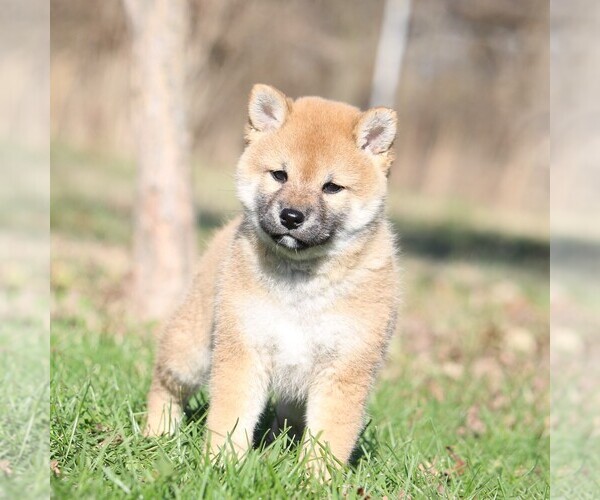 Medium Photo #5 Shiba Inu Puppy For Sale in ORONOGO, MO, USA