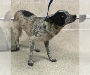 Mutt Dogs for adoption in Riverside, CA, USA