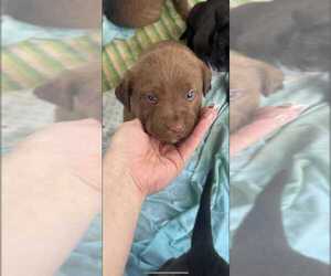 Labrador Retriever Dogs for adoption in Palatine/Kildeer/Buffalo grove, IL, USA