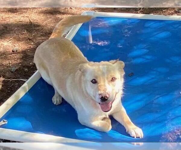 Medium Photo #1 Pembroke Welsh Corgi-Unknown Mix Puppy For Sale in Santa Rosa, CA, USA
