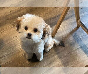 Maltipoo Dogs for adoption in Dana Point, CA, USA