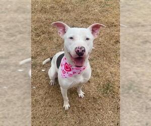 Mutt Dogs for adoption in Tulsa, OK, USA