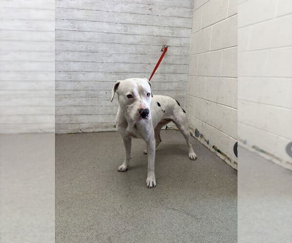 Medium Photo #1 American Pit Bull Terrier Puppy For Sale in San Bernardino, CA, USA