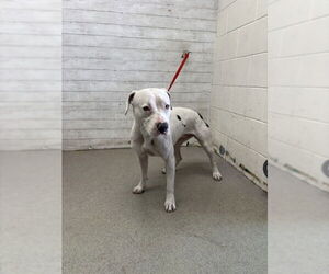 American Pit Bull Terrier Dogs for adoption in San Bernardino, CA, USA