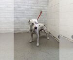 Small American Pit Bull Terrier