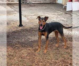 Ziggy - Male Doberman Pinscher-Unknown Mix Dog for Adoption - Photo #23