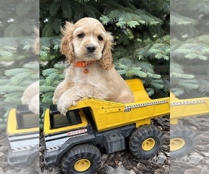 Cocker Spaniel Puppy for sale in MIDDLEBURY, IN, USA