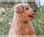 Small #7 Goldendoodle