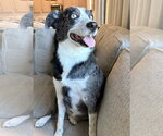Small Photo #3 Australian Shepherd Puppy For Sale in Dallas, TX, USA