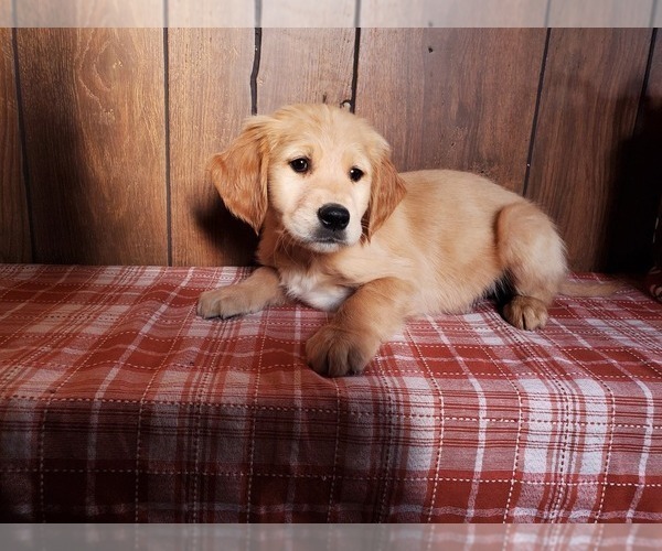 Medium Photo #6 Golden Retriever Puppy For Sale in COLORADO SPRINGS, CO, USA