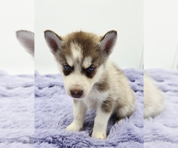 Medium Photo #3 Siberian Husky Puppy For Sale in SANDY HOOK, KY, USA