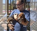 Small #7 Basset Hound