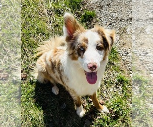 Mother of the Australian Shepherd puppies born on 07/20/2026