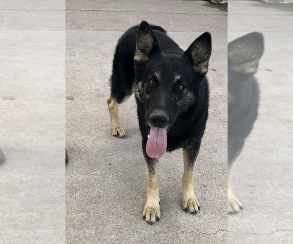 Medium Photo #1 German Shepherd Dog Puppy For Sale in BRIGHTON, CO, USA