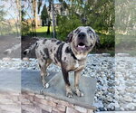 Small #10 Catahoula Leopard Dog Mix