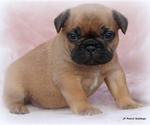 Small Photo #28 French Bulldog Puppy For Sale in WINNSBORO, TX, USA