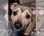 Stevie Marie - Female Mutt Dog for Adoption - Small photo