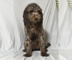 Goldendoodle (Miniature) Puppy for sale in COLORADO SPRINGS, CO, USA
