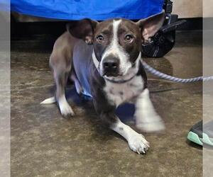 Mutt Dogs for adoption in Rockwall, TX, USA
