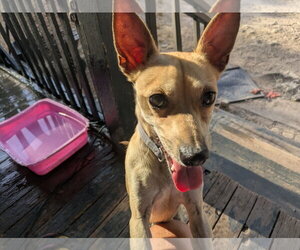 Leo - Male Chihuahua Dog for Adoption - Photo #2