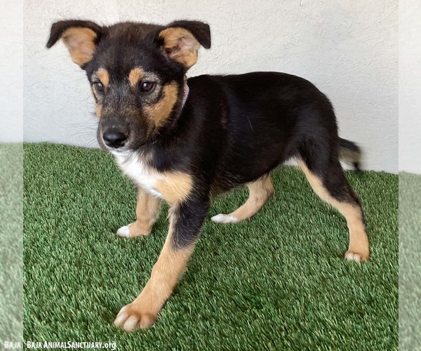 Medium Photo #4 Australian Shepherd-Unknown Mix Puppy For Sale in San Diego, CA, USA