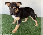 Small #3 Australian Shepherd Mix