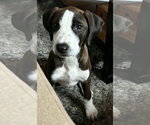 Small Photo #2 Labrador Retriever-Unknown Mix Puppy For Sale in Alexander, AR, USA