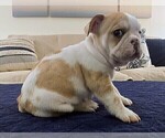 Small #6 French Bulldog