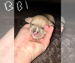 Small Photo #10 American Bully Puppy For Sale in PEWEE VALLEY, KY, USA