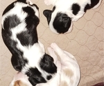 Puppy 3 Cavalier King Charles Spaniel