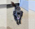 Small Chihuahua Mix