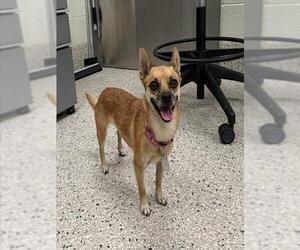 Chihuahua-Unknown Mix Dogs for adoption in Brighton, CO, USA