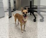 *SPROUT - Female Chihuahua-Unknown Mix Dog for Adoption - Small photo
