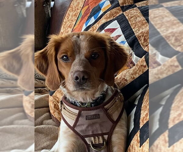 Medium Photo #1 - Mix Puppy For Sale in Curwensville, PA, USA