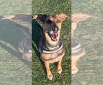 Small #3 Labrador Retriever Mix