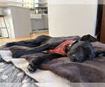 Small #10 Labrador Retriever Mix