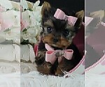 Small #26 Yorkshire Terrier