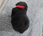 Small #1 Aussiedoodle Miniature 