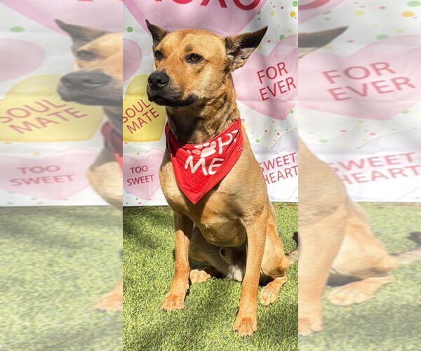 Medium Photo #1 Labrador Retriever-Unknown Mix Puppy For Sale in Pompano Beach , FL, USA