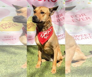 Labrador Retriever-Unknown Mix Dogs for adoption in Pompano Beach , FL, USA