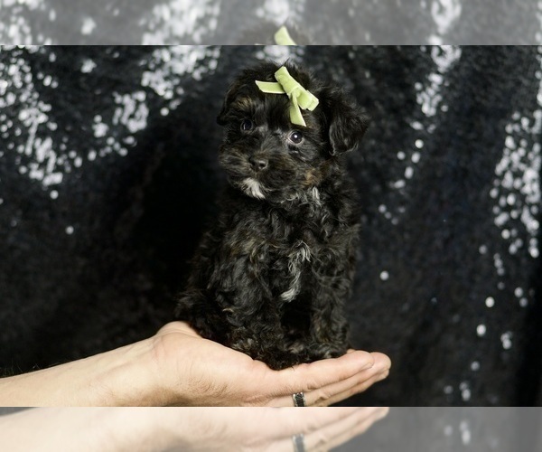 Medium Photo #64 Morkie Puppy For Sale in WARSAW, IN, USA