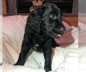 Golden Mountain Doodle Puppy for sale in FORESTON, MN, USA