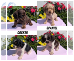 Image preview for Ad Listing. Nickname: Litter of 4