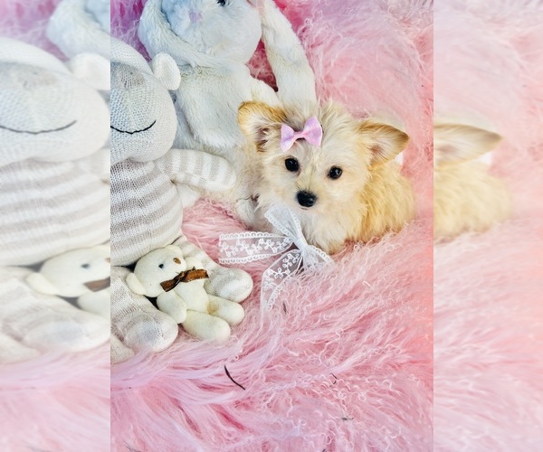 Medium Photo #6 Morkie Puppy For Sale in TAMPA, FL, USA