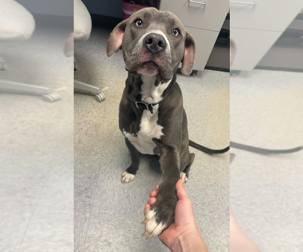 Medium Photo #5 Mutt Puppy For Sale in Evansville, IN, USA