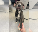 Small #4 Mutt